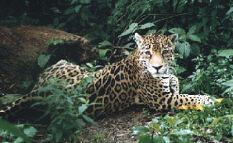 Luxury Cruises Luxury Cruises Caribbean, Panama Canal & Mexican Riviera Caribbean, Mexican Riviera