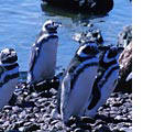 Puerto Madryn